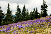 TURISM IN BUCOVINA - VA ASTEPTAM CU DRAG LA NOI !!!