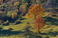 TURISM IN BUCOVINA - VA ASTEPTAM CU DRAG LA NOI !!!