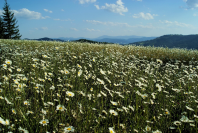Turism in Bucovina