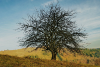 Turism in Bucovina